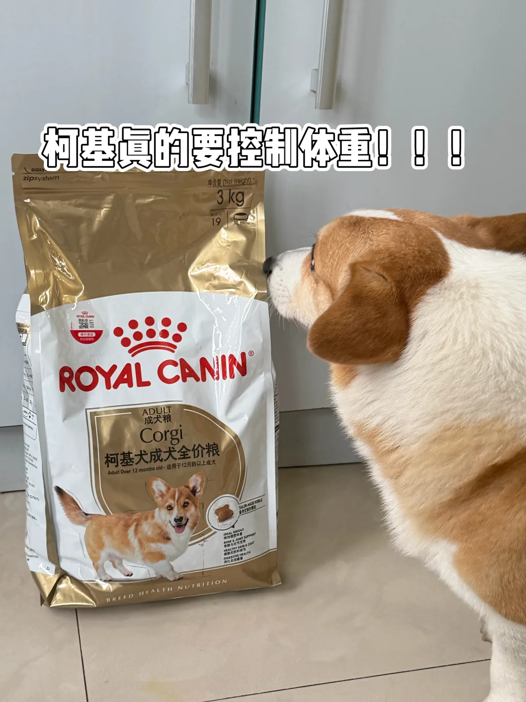 终于找到适合柯基体质的狗粮了！！！