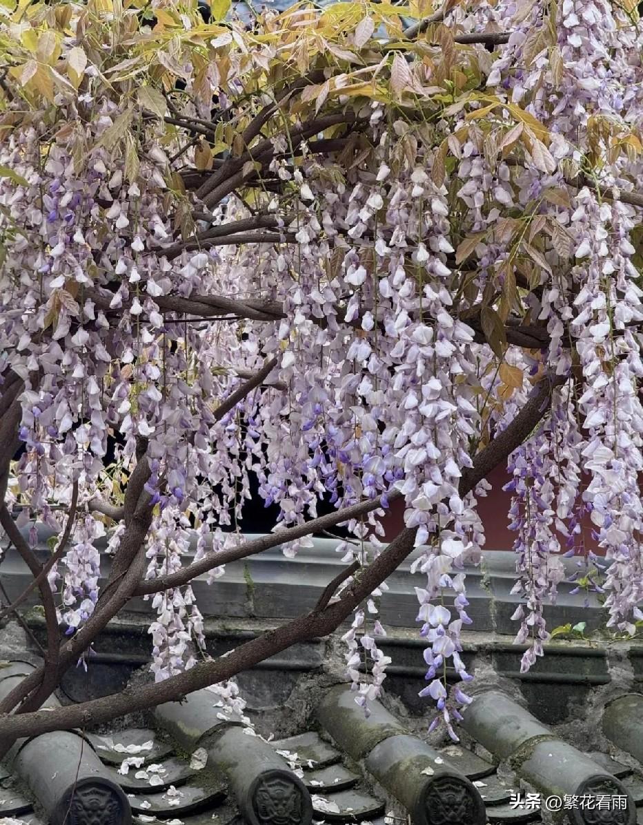 华岩寺的春日是一场流动的色彩盛宴。紫藤花如紫色瀑布倾泻而下，密密匝匝的花穗悬垂在