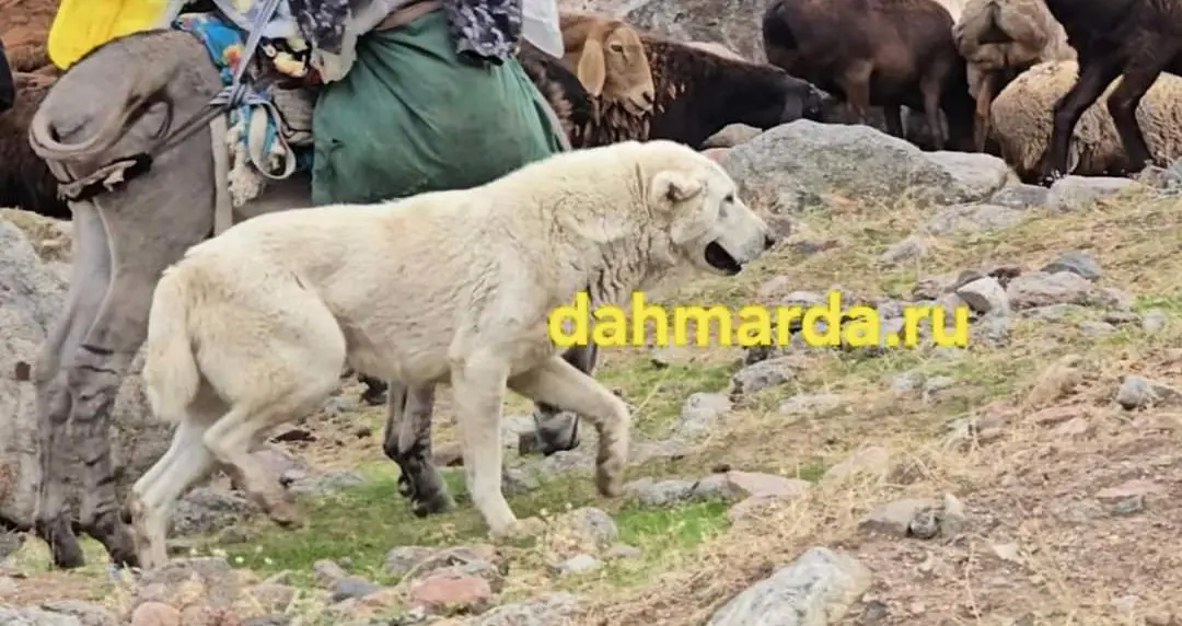 塔吉克斯坦原住民牧羊犬