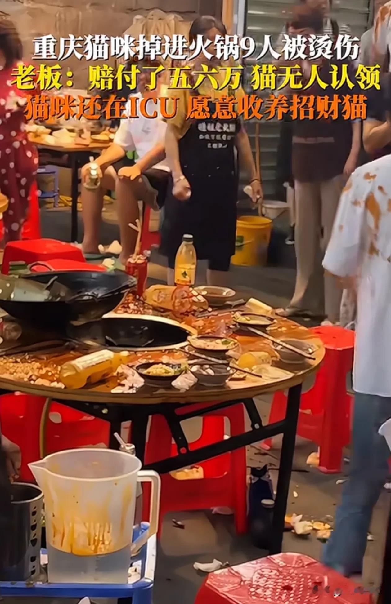 重庆猫从天上掉到火锅里，油洒别人一身，老板赔了五六万，却要把猫当招财猫
重庆九龙