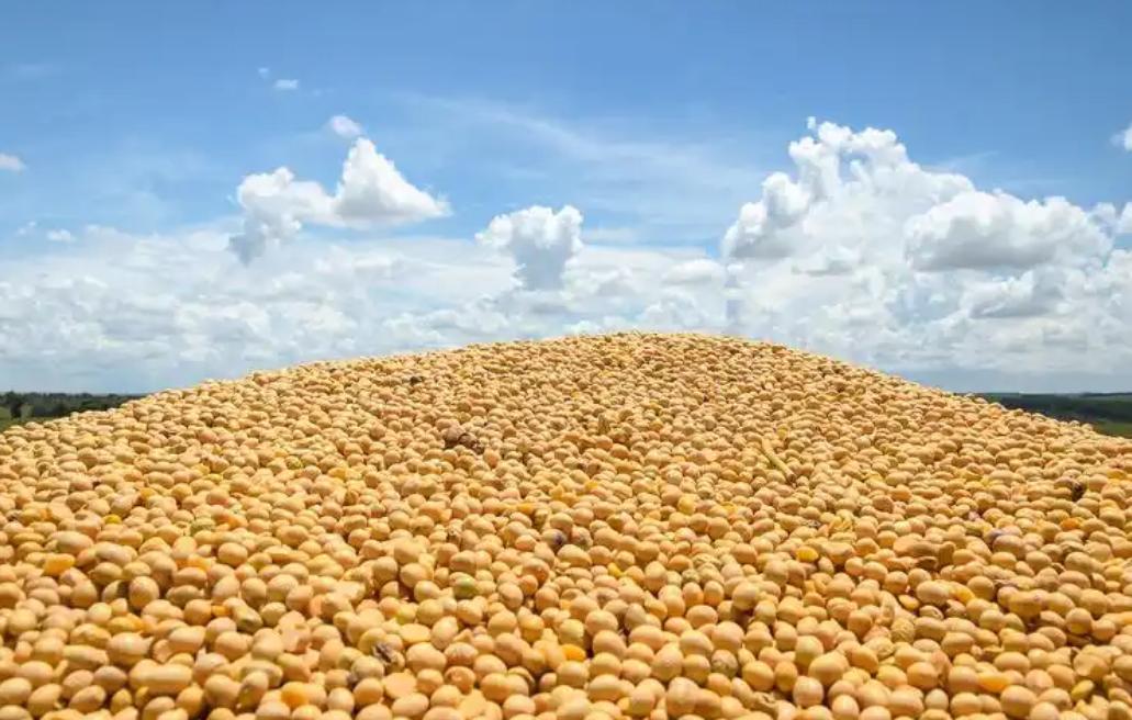 中国最近太难了，不买美国大豆，巴西大豆猛涨价，阿拉根大豆涨价，中国难道非要买大豆