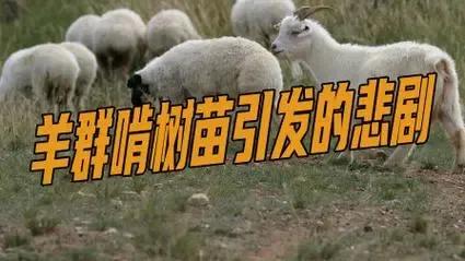 河北保定，大爷的树苗被啃食，询问村民无人承认，为了保护树苗，大爷就撒上了农药，并