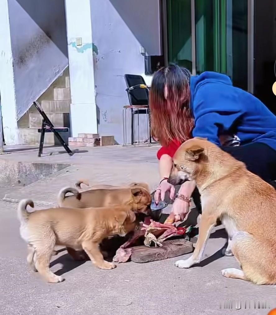 过年时，奶奶准备杀鸡。狗妈妈竟带头偷鸡，它的孩子也跟着过来。奶奶抓住其中一只狗，