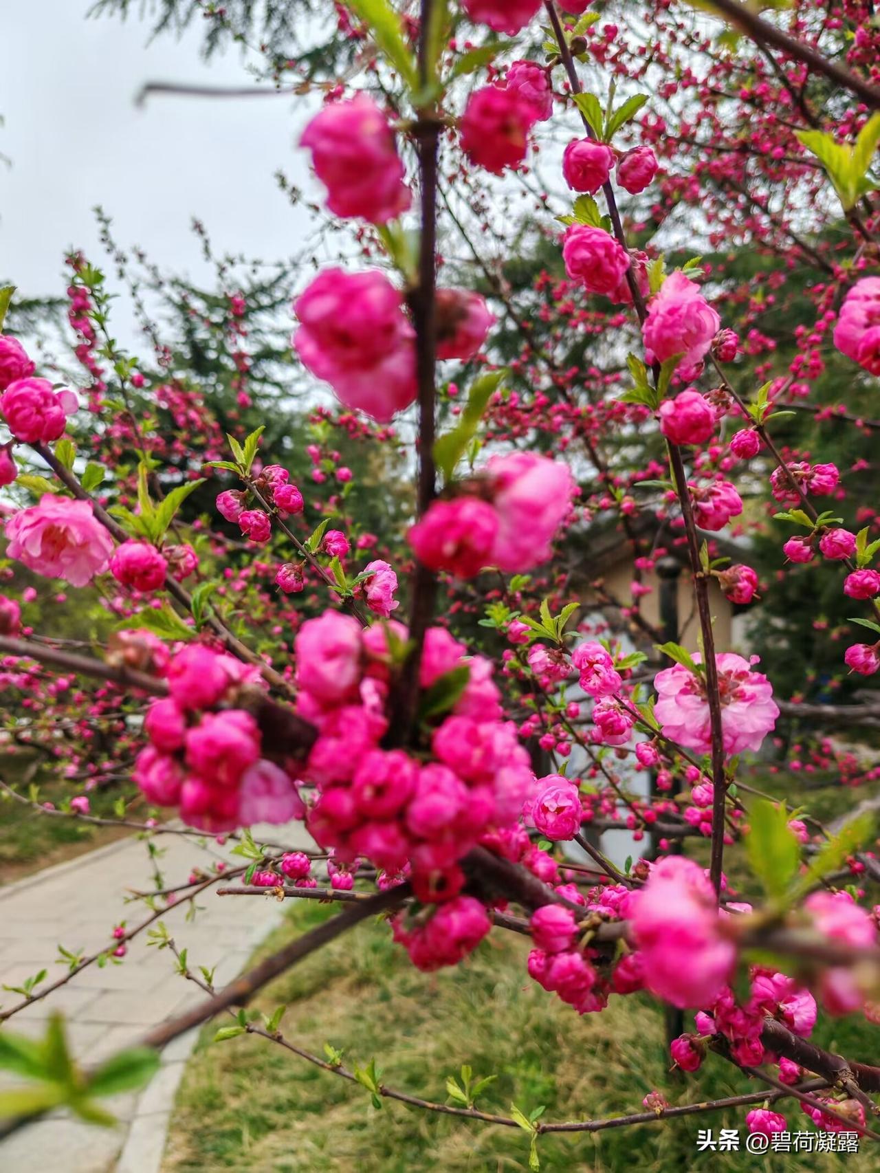 好雨知时节，当春乃发生。
随风潜入夜，润物细无声。

春色满园关不住，
一枝红杏