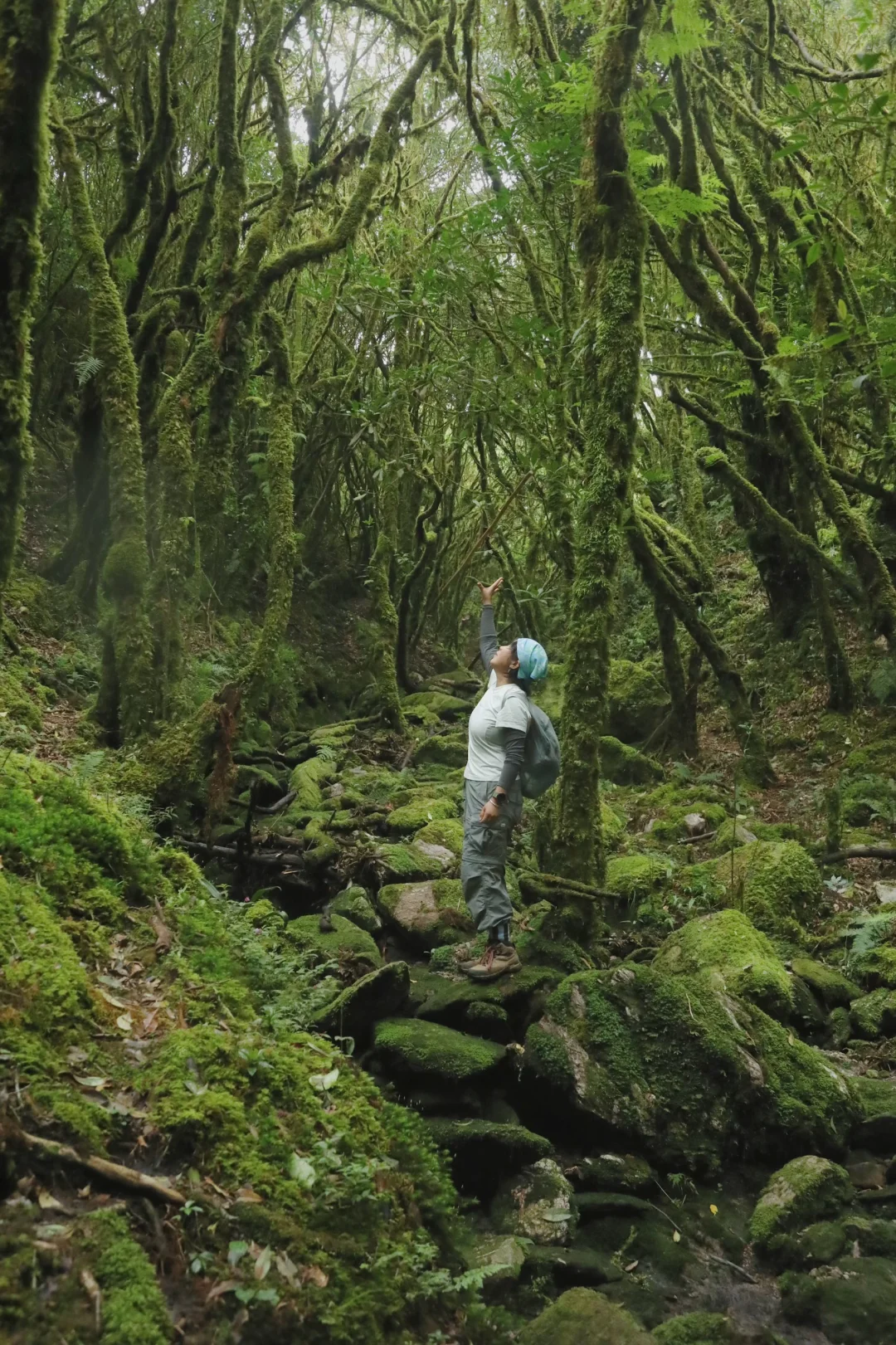 30度高温又冲2680m哀牢山！我竟在云雾里发现