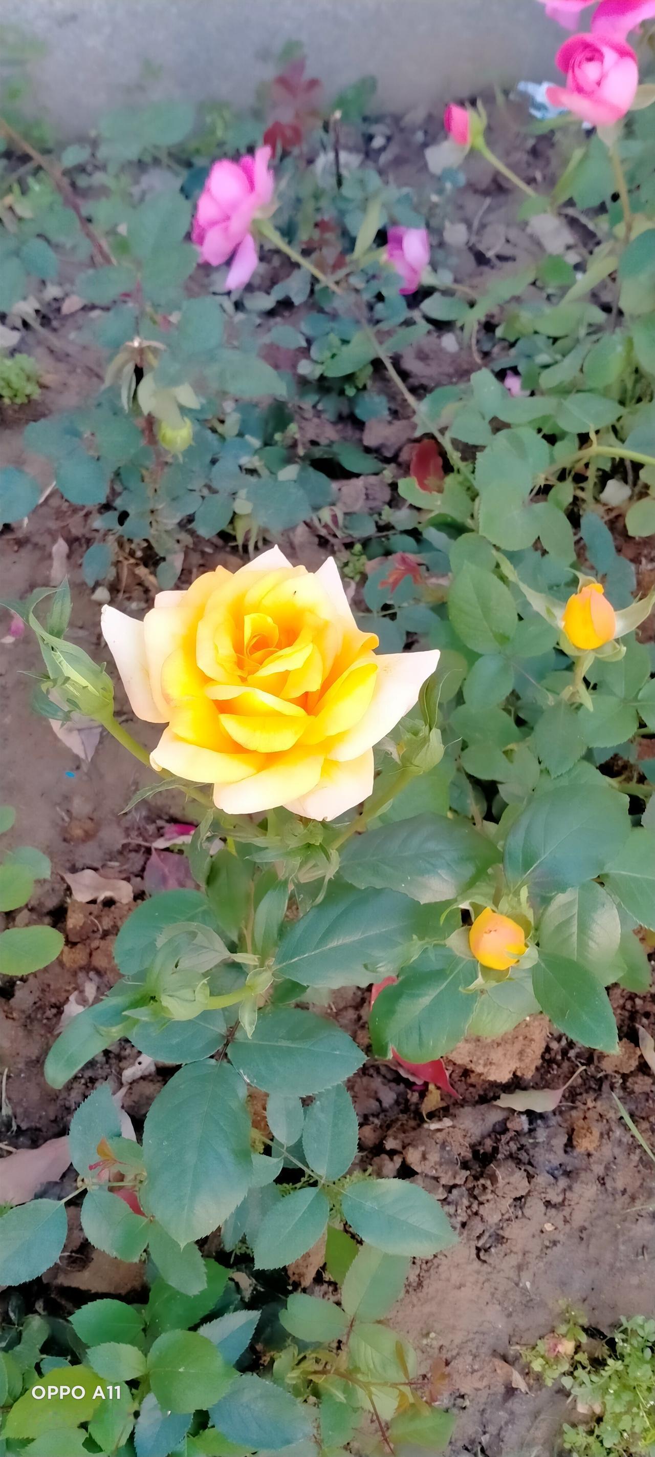 能赚多点钱买一件自己喜欢的衣服，希望自己平安喜乐[福][招财进宝]