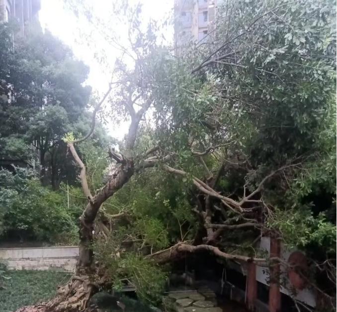 【痛心！眉山200岁黄葛树倒伏，古树究竟谁来保护？】近日，有网友反映他所住的眉州