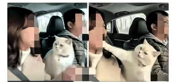 小两口开车回河南老家，带上了猫。结果丈夫开错路，得多绕20公里。妻子越想越气，在