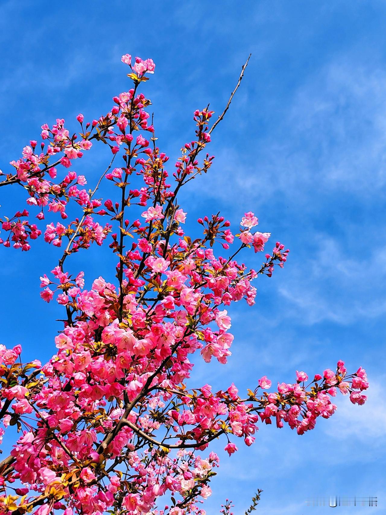 春日花开满枝头，芳菲似锦映晴空。
