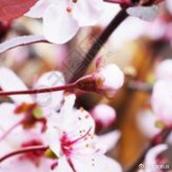 你的春日好运正在派送，请保持心情舒畅q(≧▽≦q) 