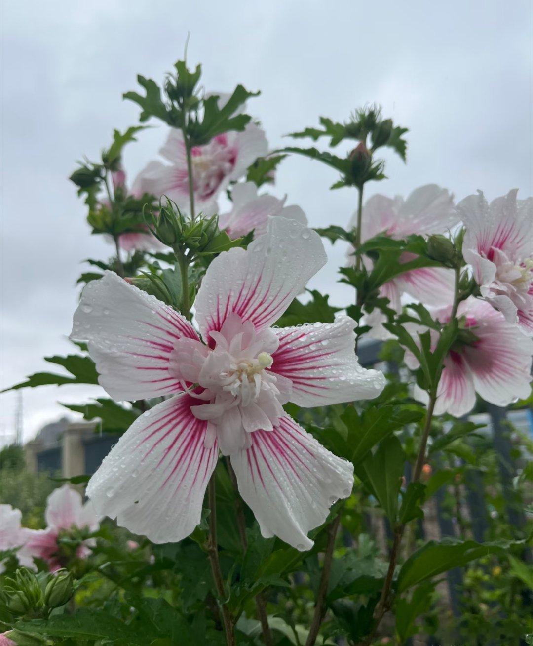 ～365植物心语～ 🌿✨📅 0️⃣7️⃣月0️⃣8️⃣日今日植物：木槿（朝开