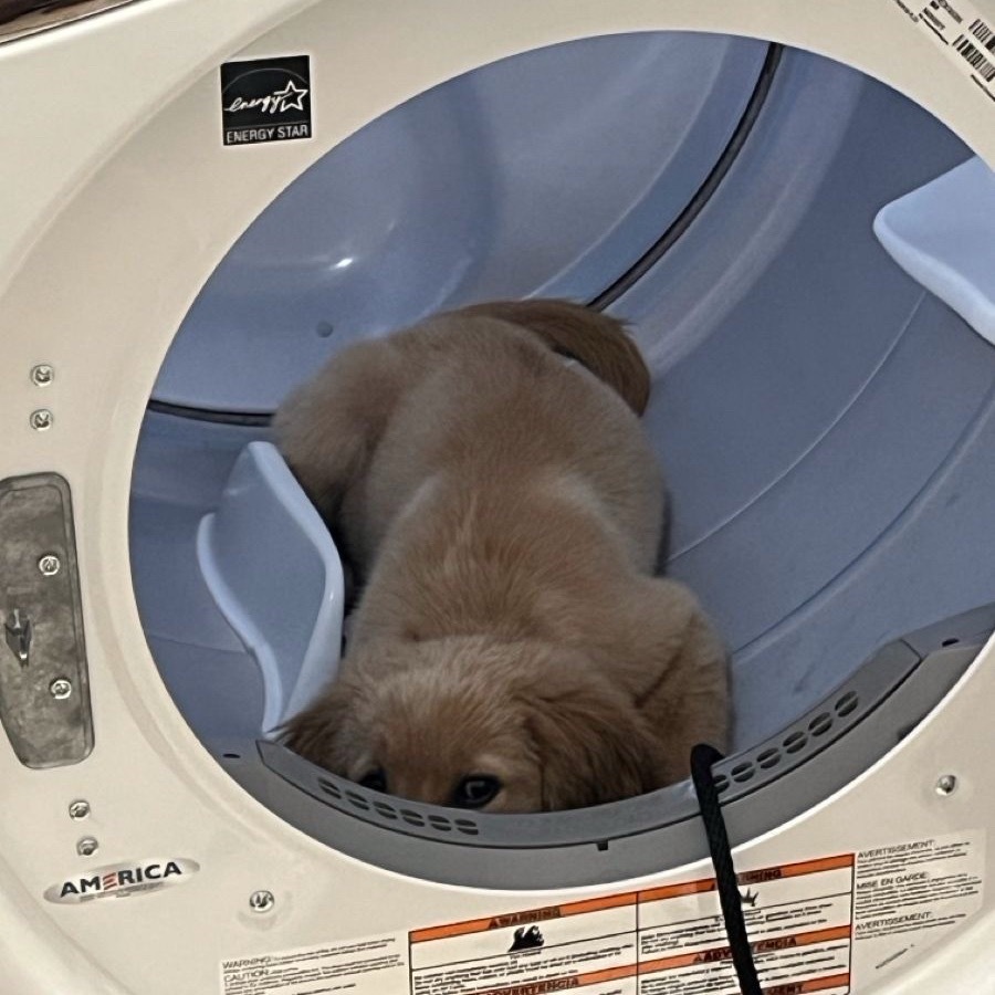 晚安宝宝狗 睡个好觉😴
