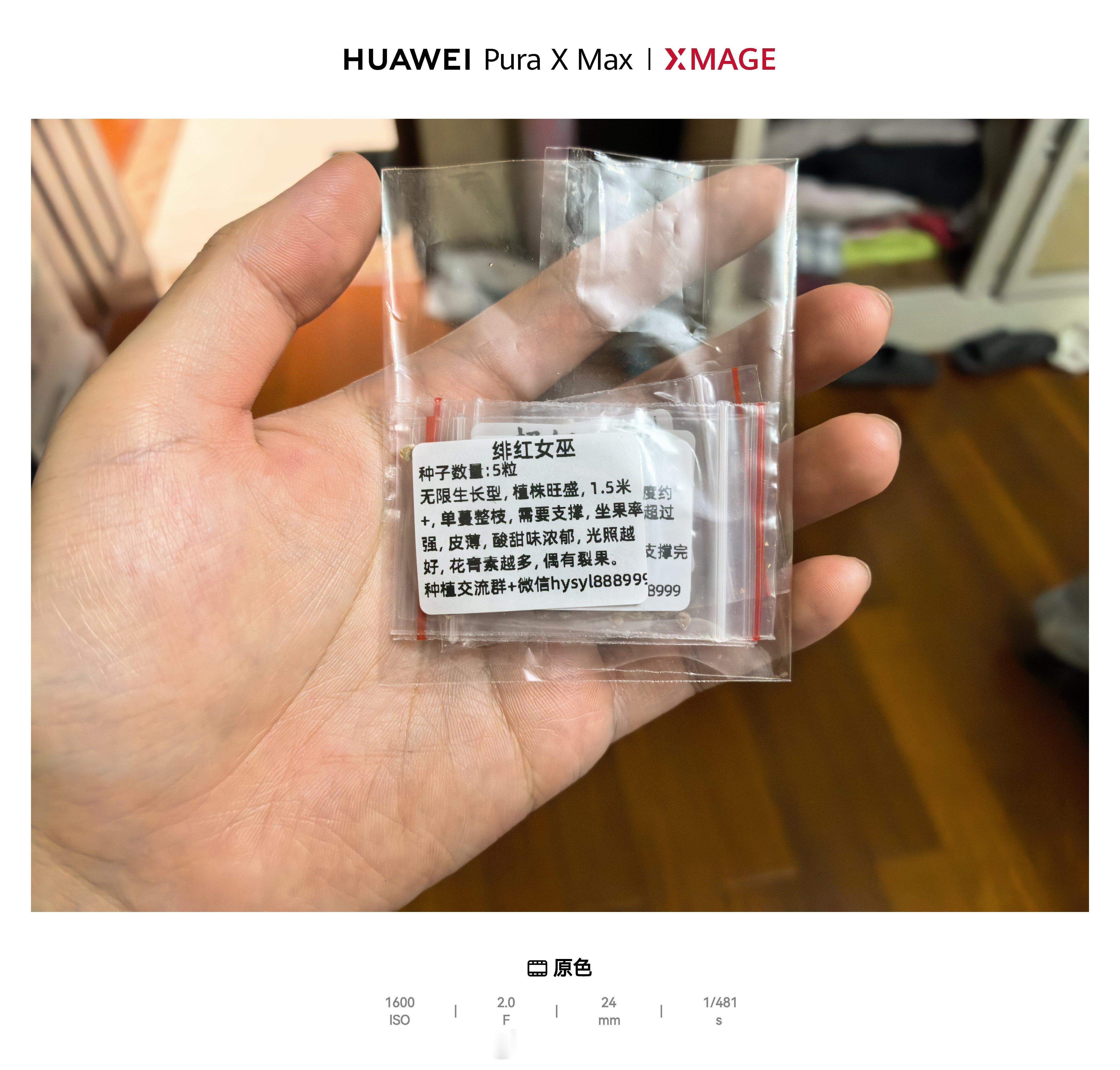 买了点小众番茄种子，试试看外国品种好不好吃