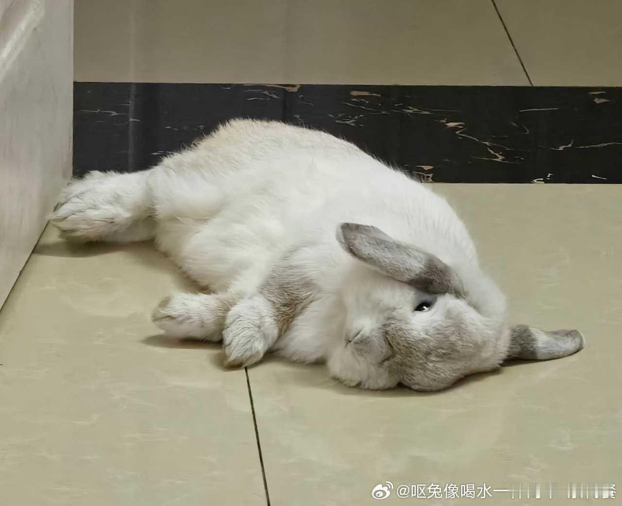 15031🐇【】姨姨们小兔发现这么躺着好酥服呀⸝⸝ᐢ. ̫.ᐢ⸝⸝ ​​​