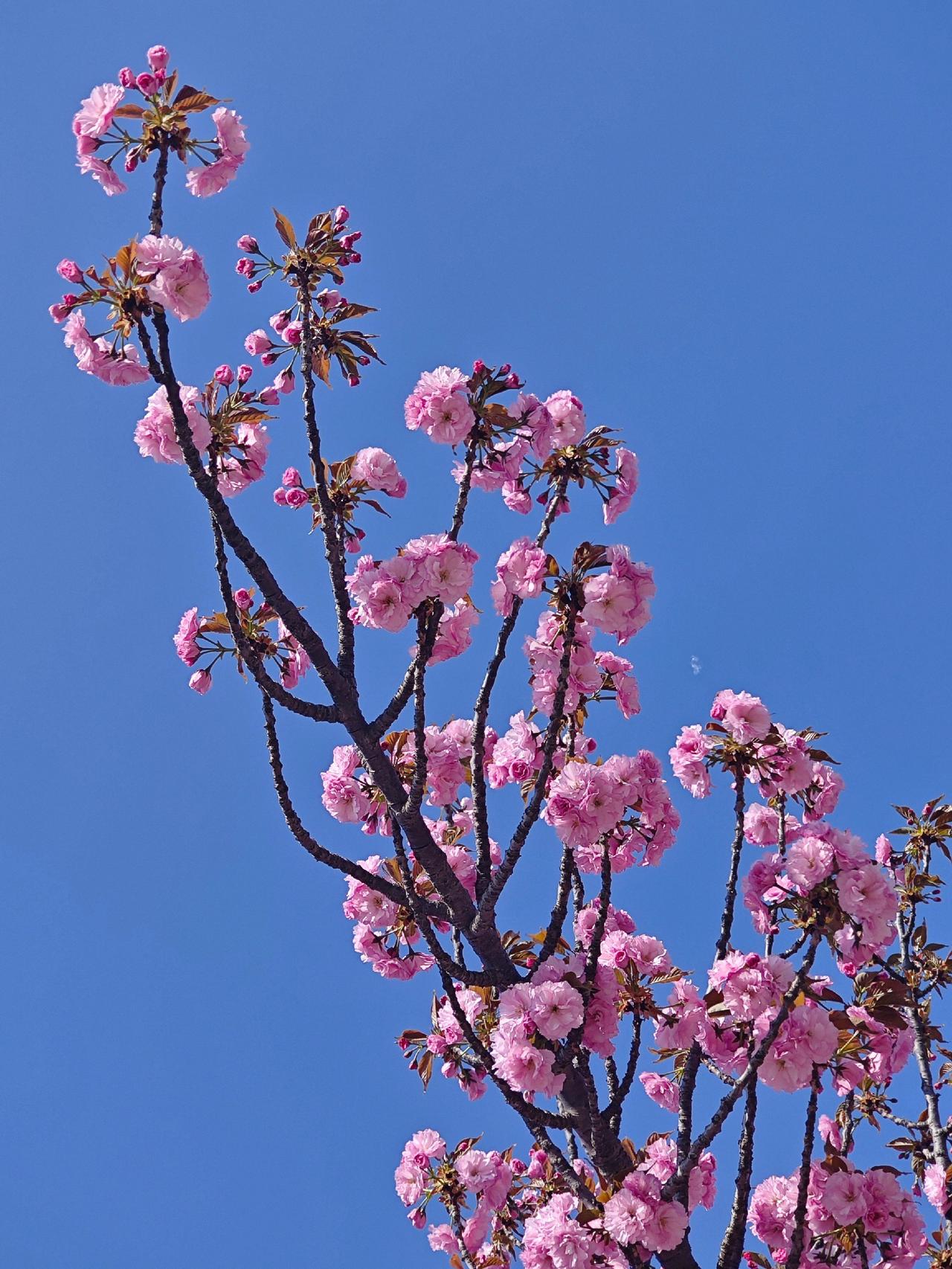四月赏花才是正经事
