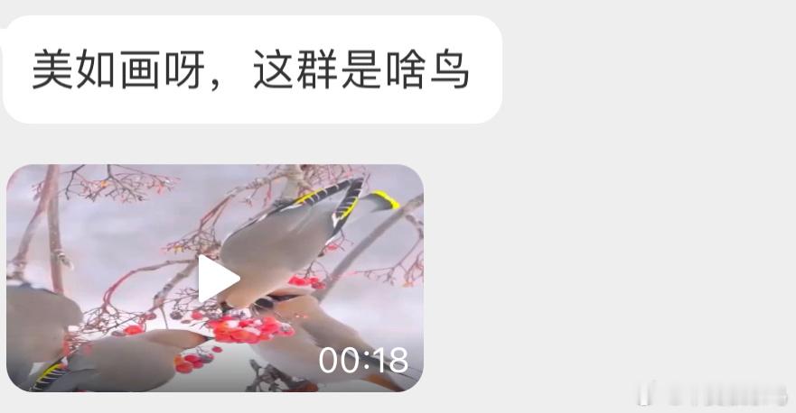 吃果果的【太平鸟】 ​​​