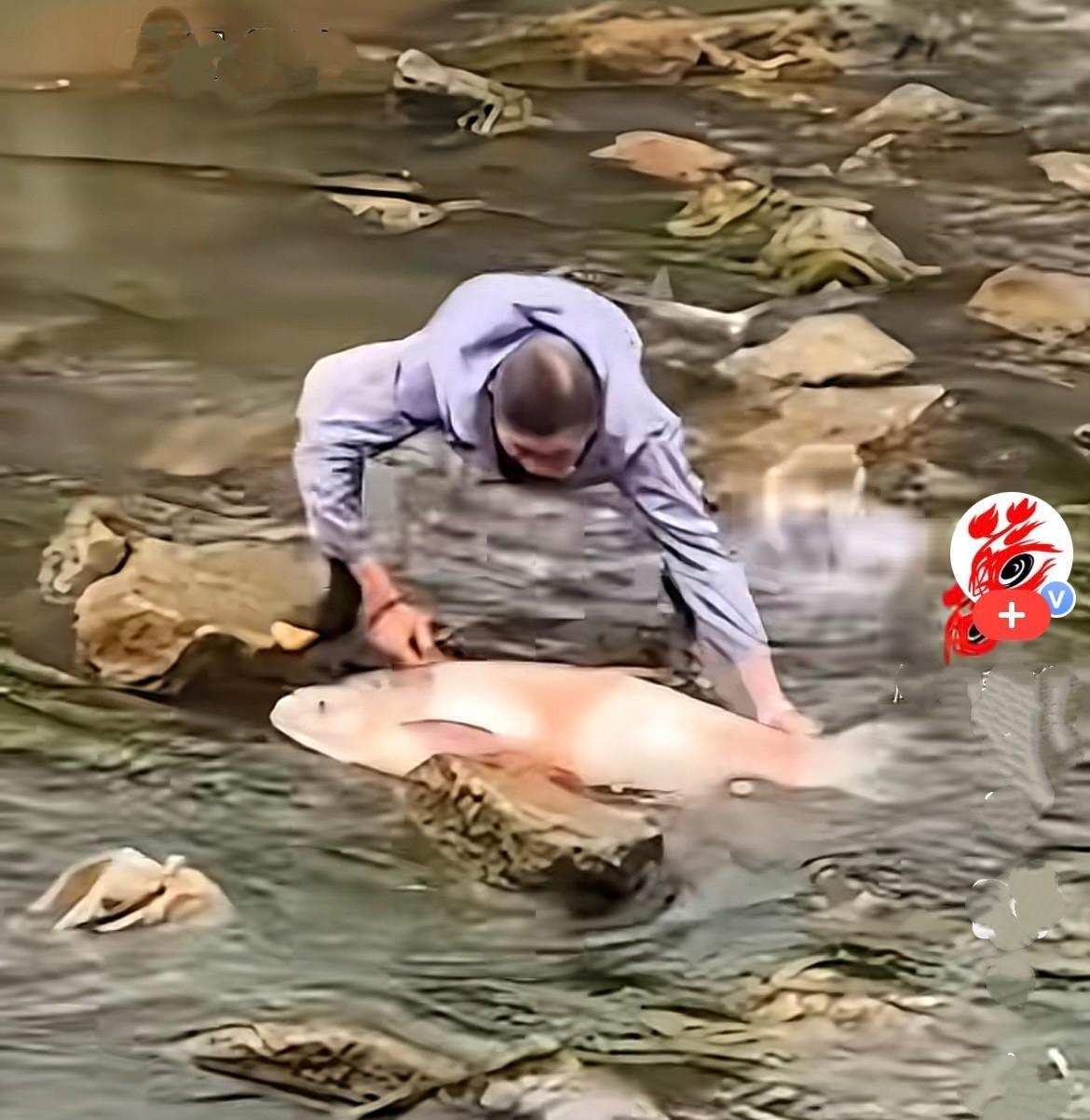 近日，云南昆明河道边，一条漂亮的大鱼意外困在浅滩礁石间搁浅，在水里徒劳扑腾挣扎，