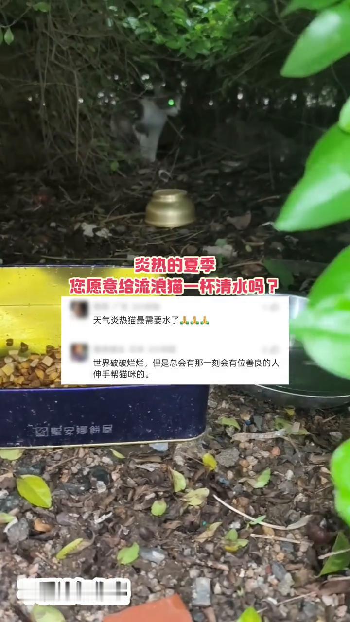 炎热的夏季，您愿意给流浪猫一杯清水吗？
天气炎热，猫最需要水了。世界破破烂烂，但