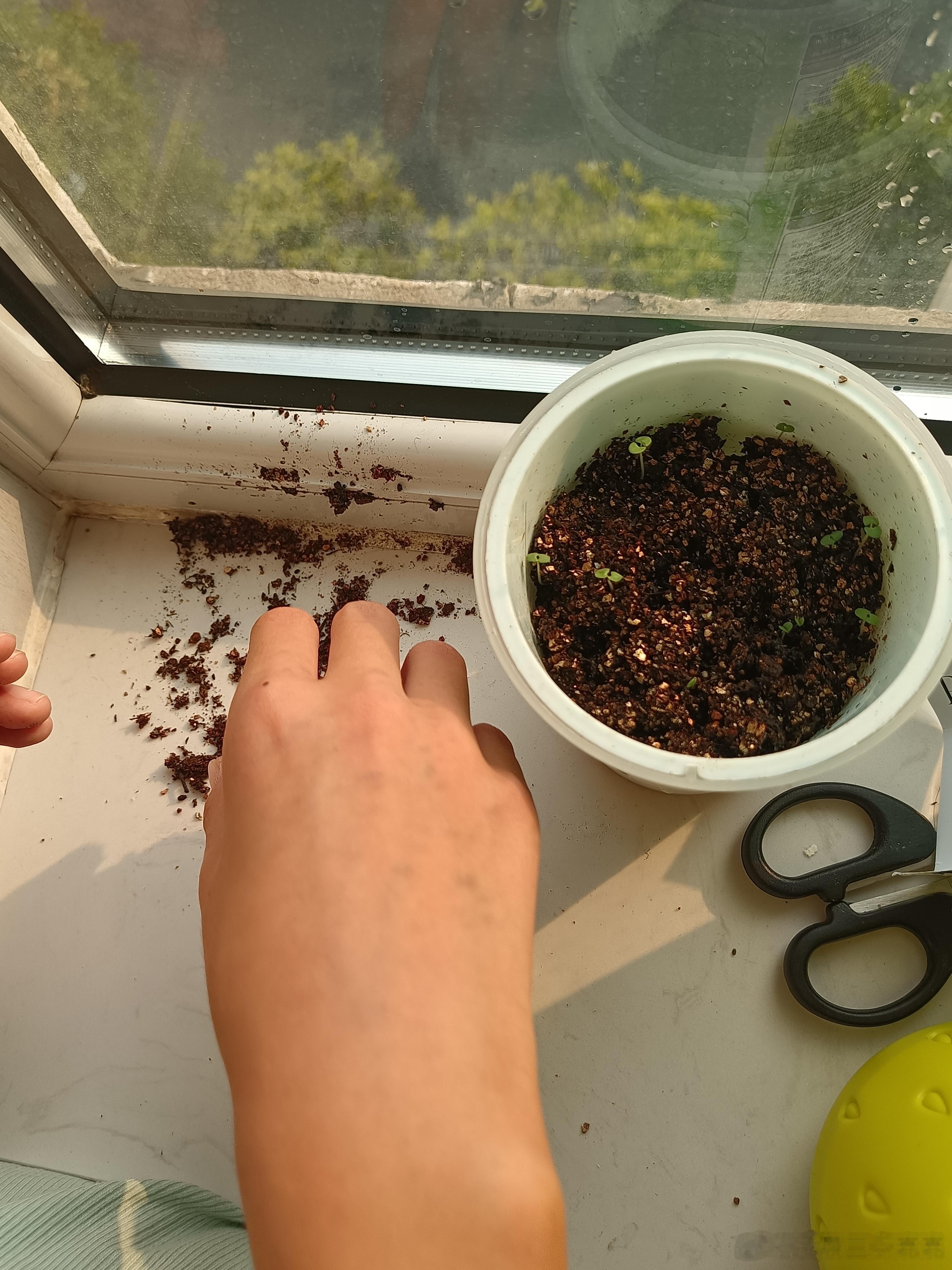 熊孩子在老家买了一个种植盆告诉她回家再种，花盆不好带孩子憋不住，忍了一天，还是种