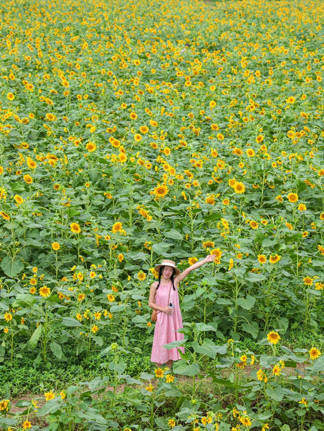 美哭啦😭广州向日葵盛开啦🌻免费❗️6月实拍