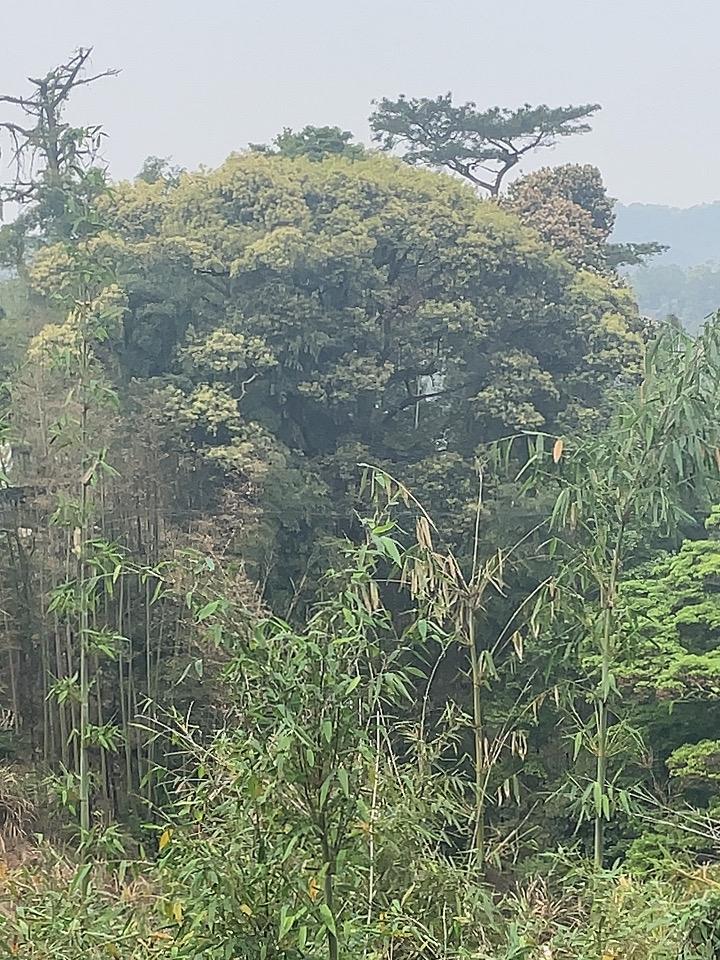 春日生活打卡季喜欢春天的感觉，可以看到美丽的花，满山绿幽幽，真是赏心悦目。