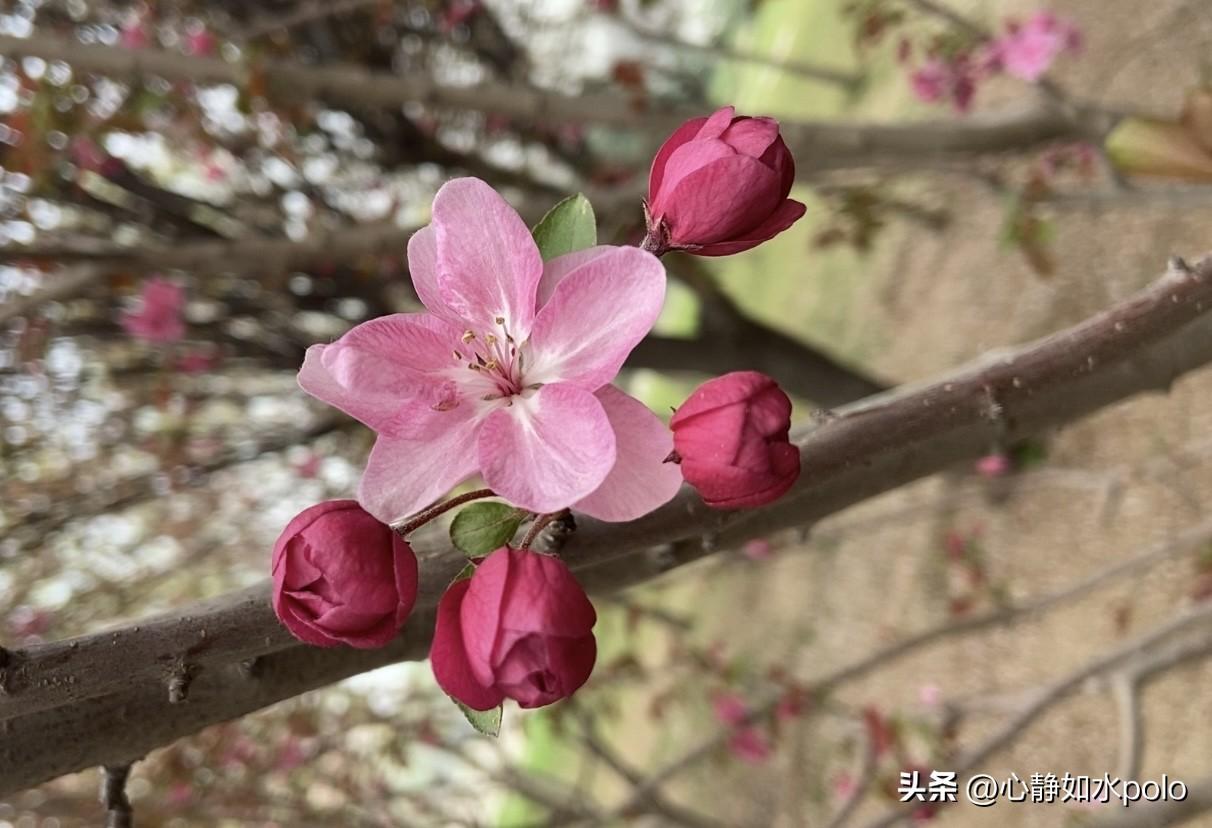 分享一张你相册里的海棠花照片花和周围花蕾的组合，真的好像生活里的一样东西，看看谁