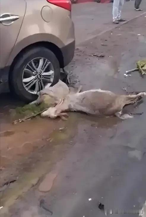 湖南湘潭，男子赶着一群羊准备回家，谁知一辆小轿车突然冲进羊群，撞死了54只山羊。