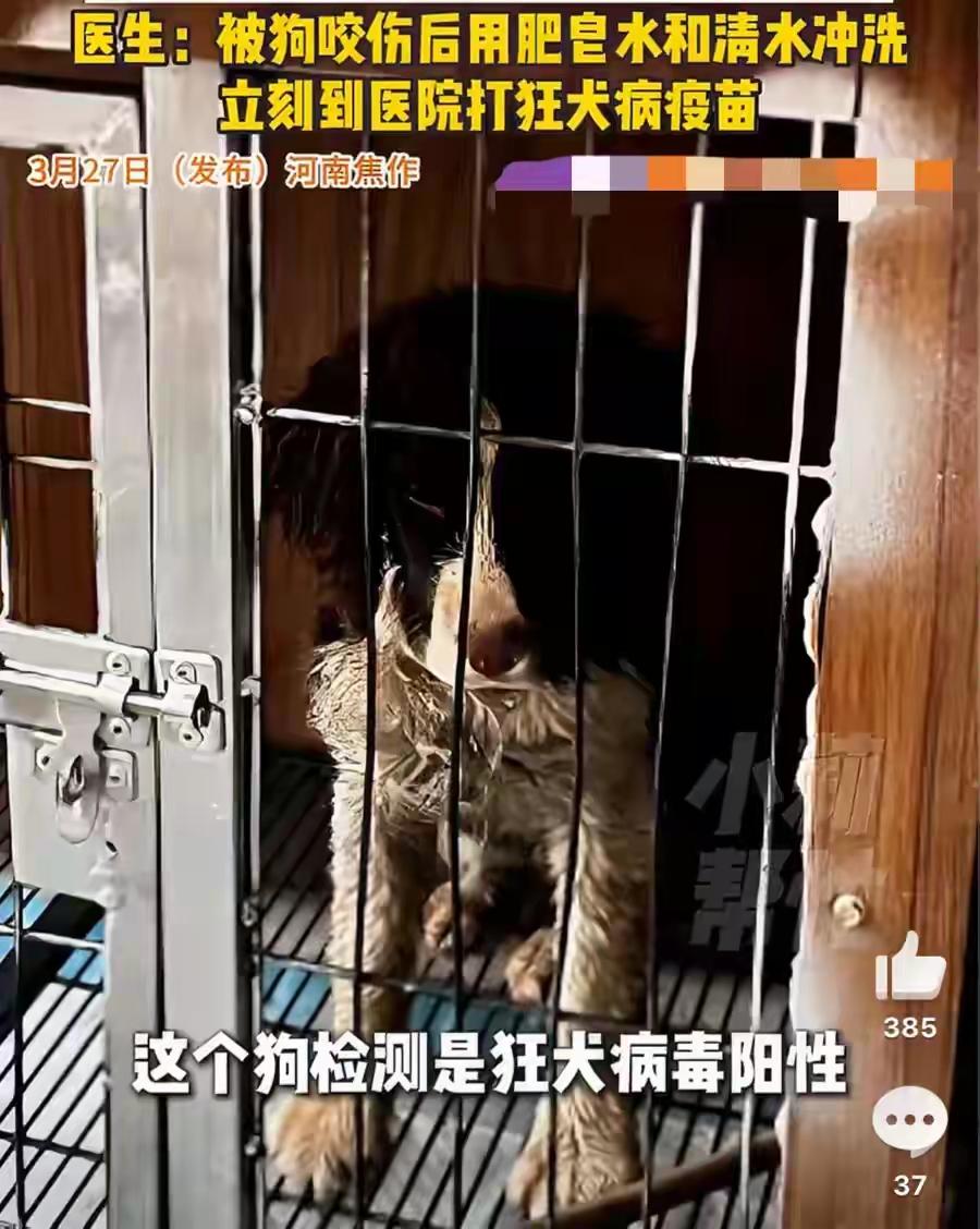 女子在家中被流浪狗咬伤，三天后这条狗就死了，检测结果让人后怕。
 
事情发生在河