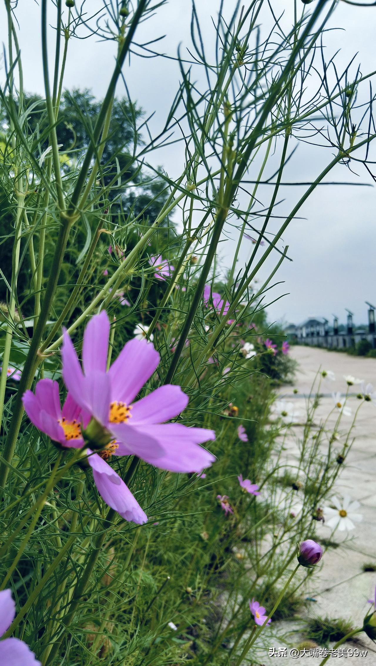 当一大批人，身在其位，把自己活成老油条、滑的像泥鳅一样的时候，这世间，也就外甥哭