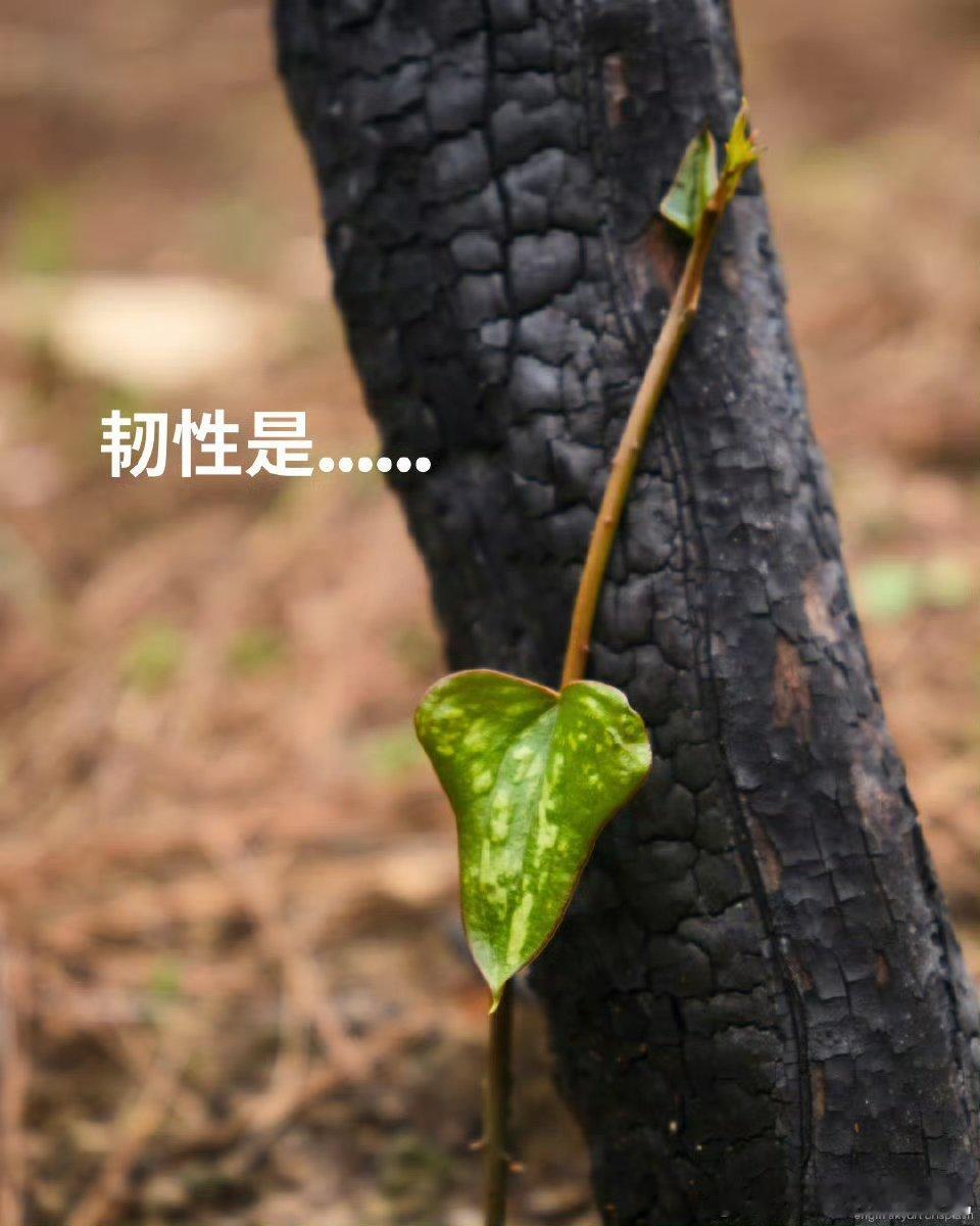 王俊凯关注第七届联合国环境大会王俊凯为自然发声 ！ 王俊凯为自然发声！ 