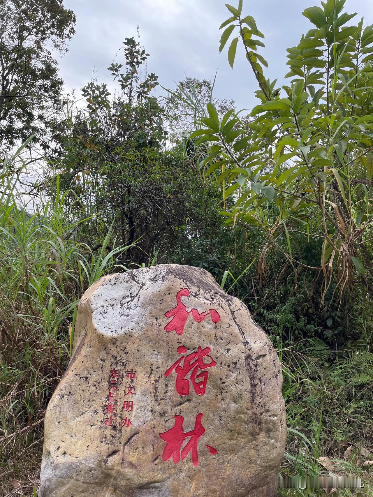 在东莞同沙水库，隐匿着一片宁静的和谐林，似是城市喧嚣中的世外桃源。踏入这片土地，