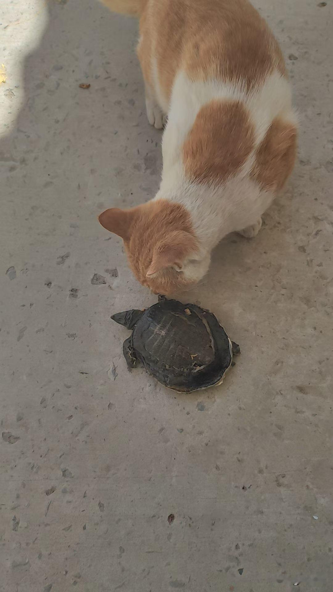 今天吃席，席间没有人吃甲鱼，真好，我带回去给流浪猫吃。