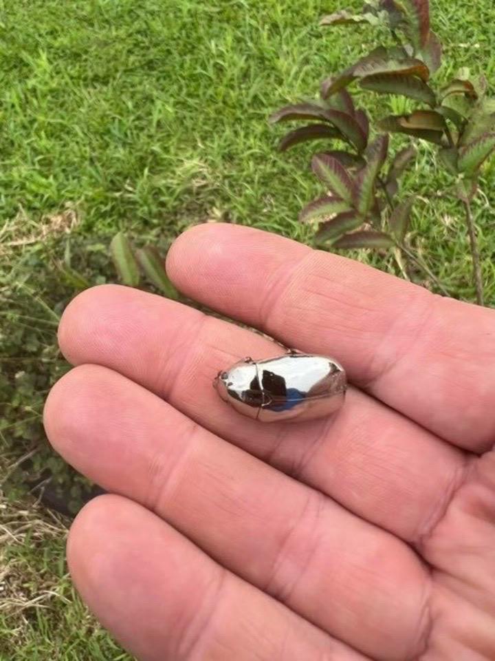 在哥斯达黎加捕获的金龟子，完全是地球外生命体