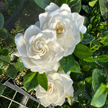 栀子花养护光照喜欢明亮散射光，春秋多晒太阳，夏季避开正午暴晒；光照不足会少开花、