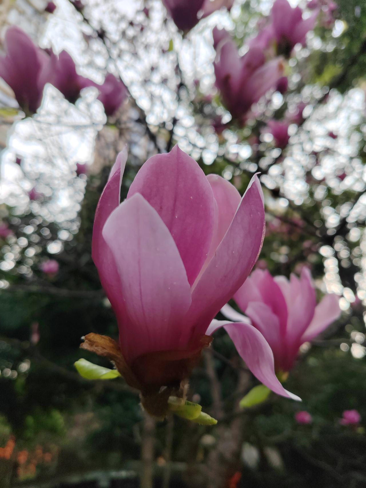  紫玉兰开，不染尘俗。紫裳轻绽，暗香浮动，一树芳华静立春风里，清雅又温柔，一眼便