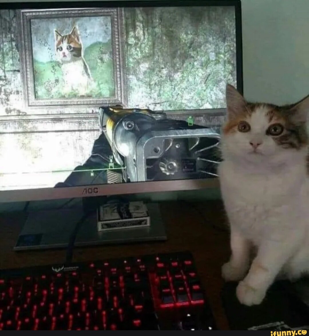 我的一生致力于收集有史以来最棒的随机猫猫 ​​​