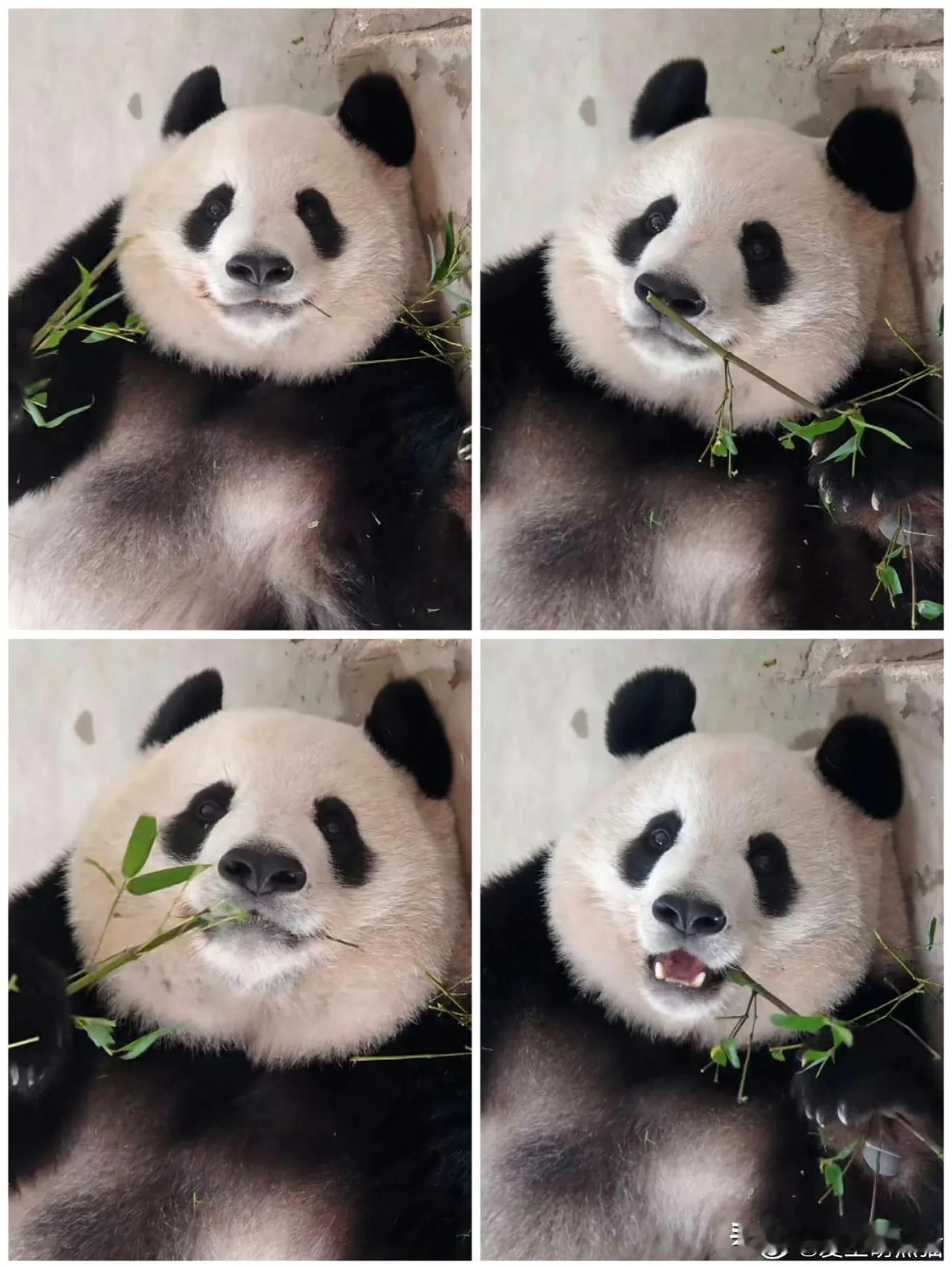 想再去杭州动物园，看看香果，还有春生。

他们生活的地方很小，但是这个小，相对别