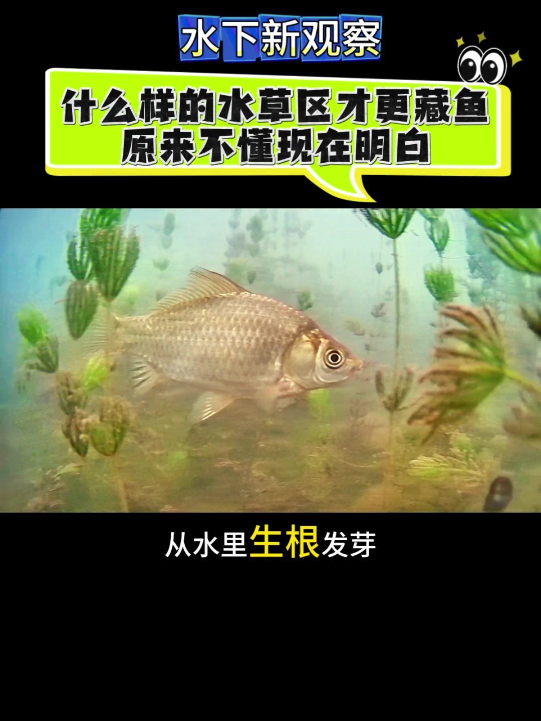 🌿什么样的水草区会藏鱼？并不是所有的水草里都有鱼，什么样的水草里才有鱼呢？
?