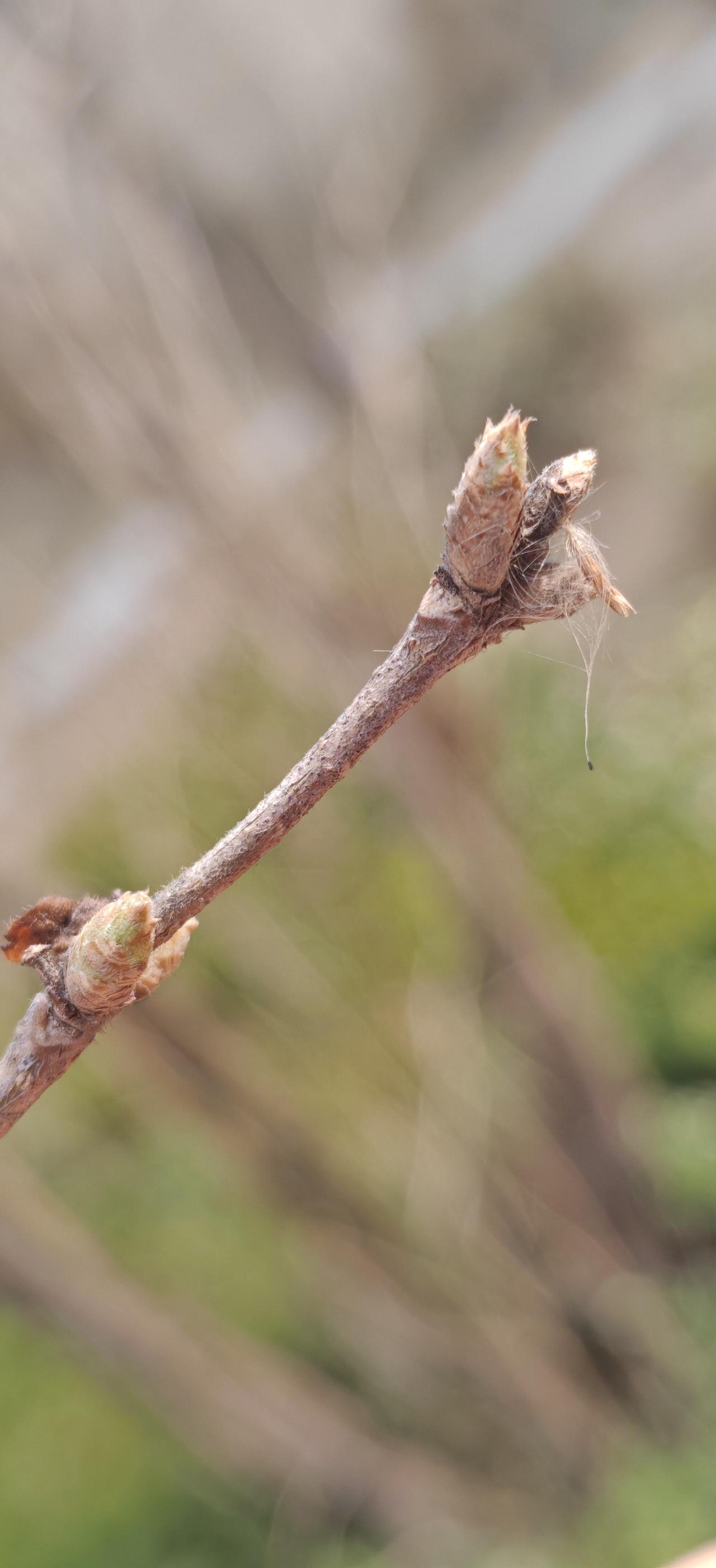 花开两朵，留在枝头。
