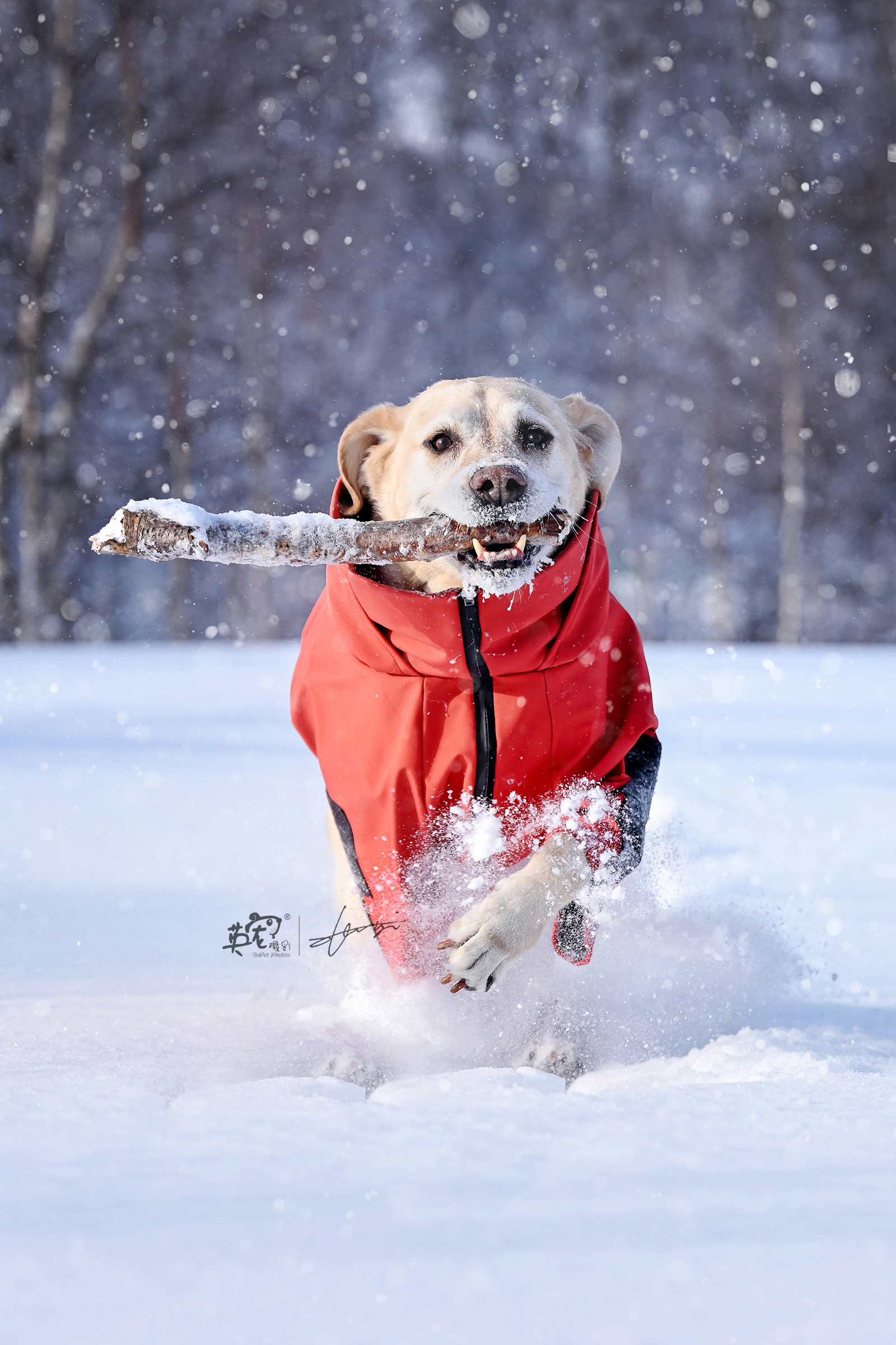 是不是每个拉布拉多见到雪都这么嗨的？[嘻嘻]    