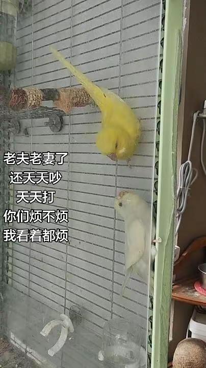 都老夫老妻了，还天天吵架，天天打架！鹦鹉