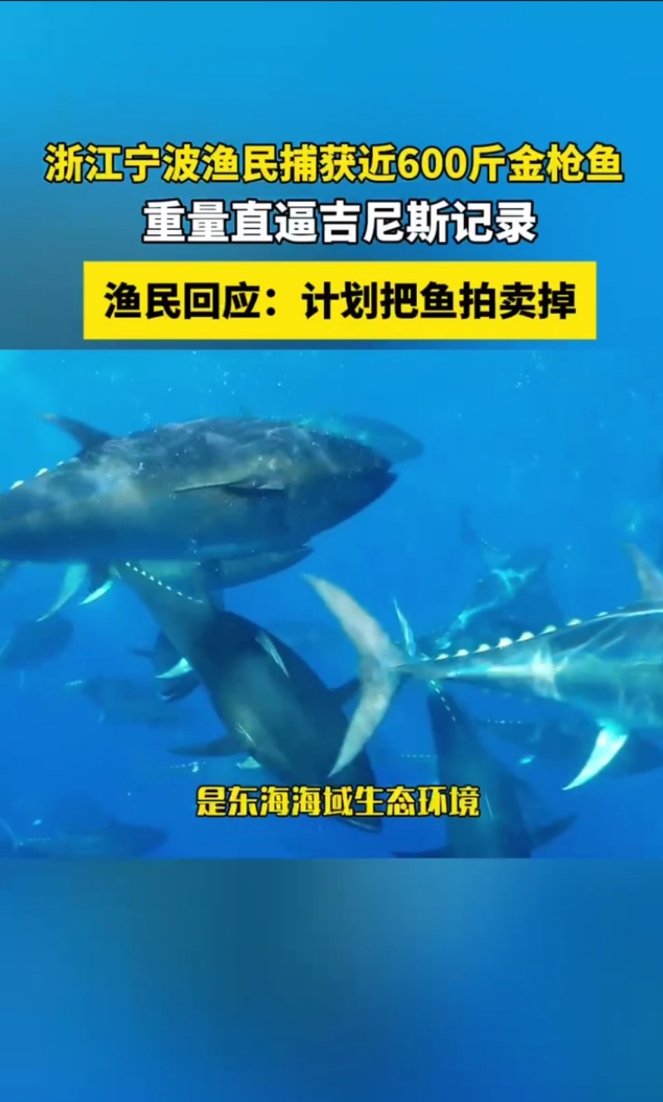 渔民回应又捕获近600斤重金枪鱼 东海渔民捞起近600斤巨型蓝鳍金枪鱼，重量直逼
