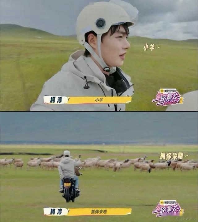 柯淳抓羊都用霸总语录救命！柯淳在一路繁花2赶羊直接封神，学牧羊犬、说霸总话，抽象