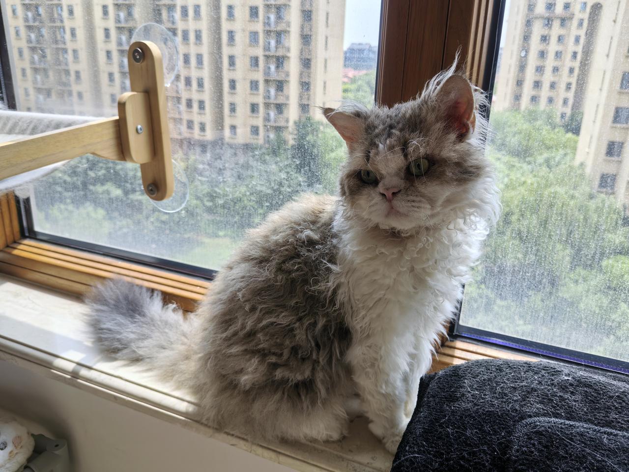 这猫长得是真潦草[哈欠][哈欠][哈欠] 一问价格吓一跳...大家猜猜多少钱