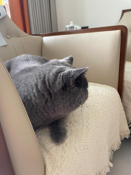 看背影都知道是个帅猫咪啦～～