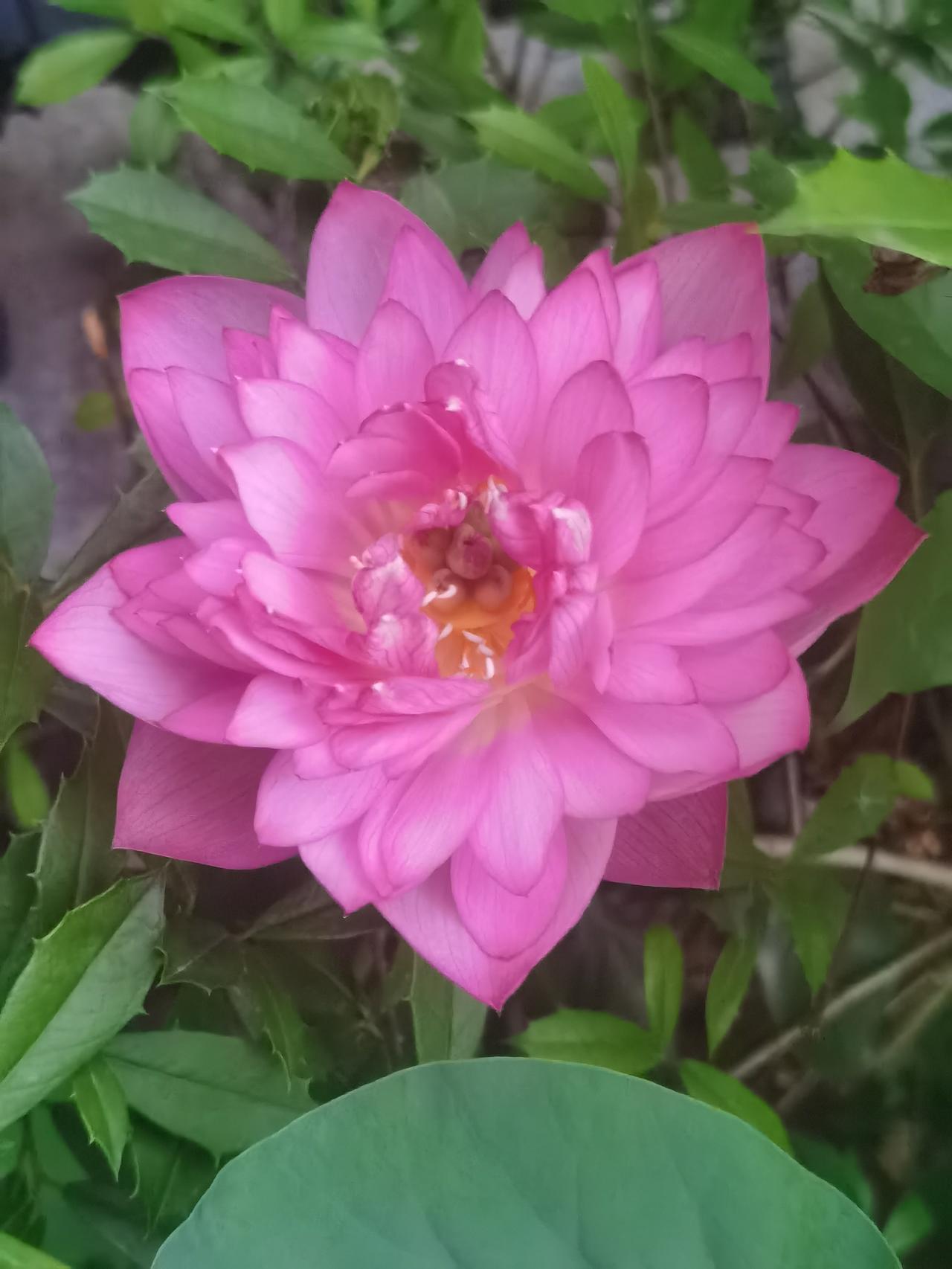 发现一个特殊的荷花，有认识的吗？菡萏和荷花一样，荷花和荷花不一样，莲蓬也和莲蓬不