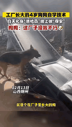 别再说“科学解释不清”了！
山西朔州这只工厂狗的“身兼三职”，
根本是刻在基因里