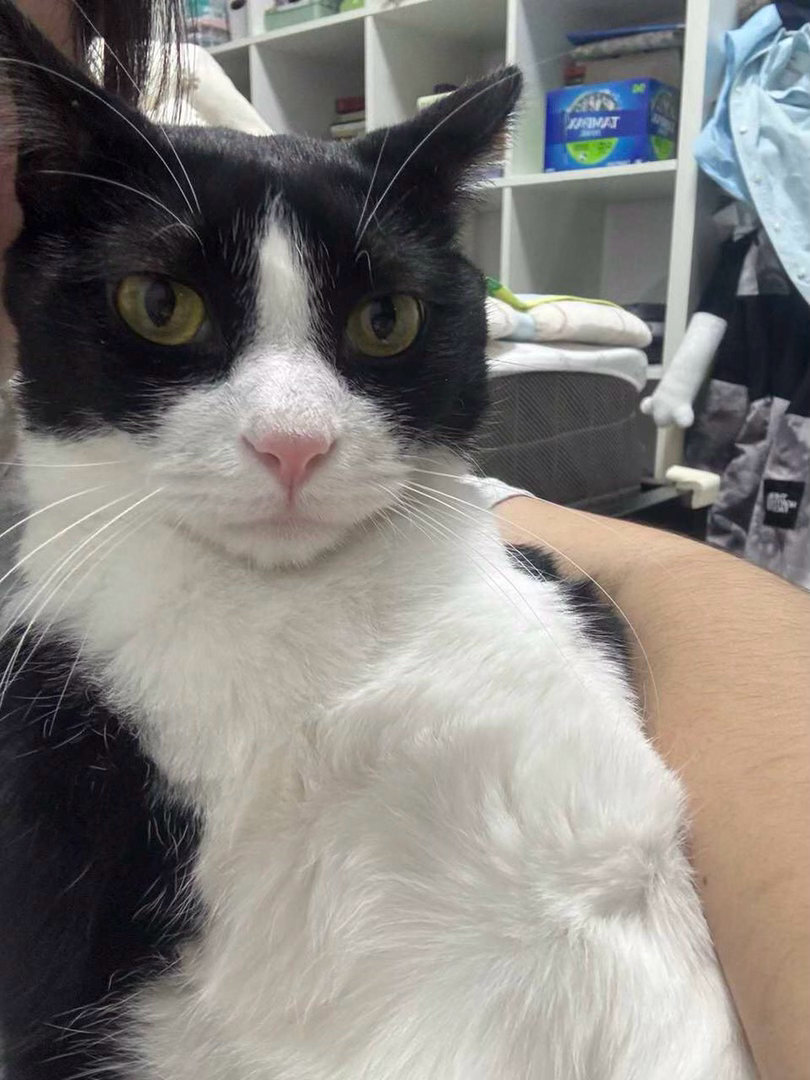 我不是一根猫条就能哄好的那种猫daily奶牛猫 （投稿：） 