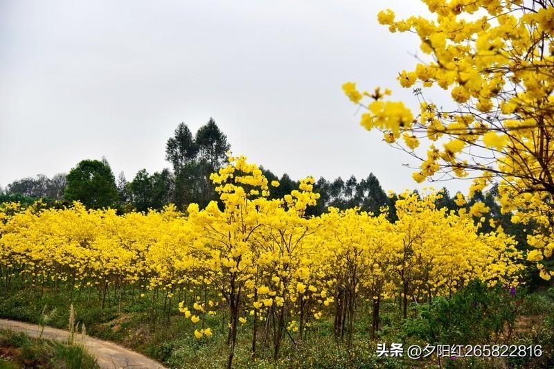 上联:一夜春风花满树
下联:三更细雨柳成阴