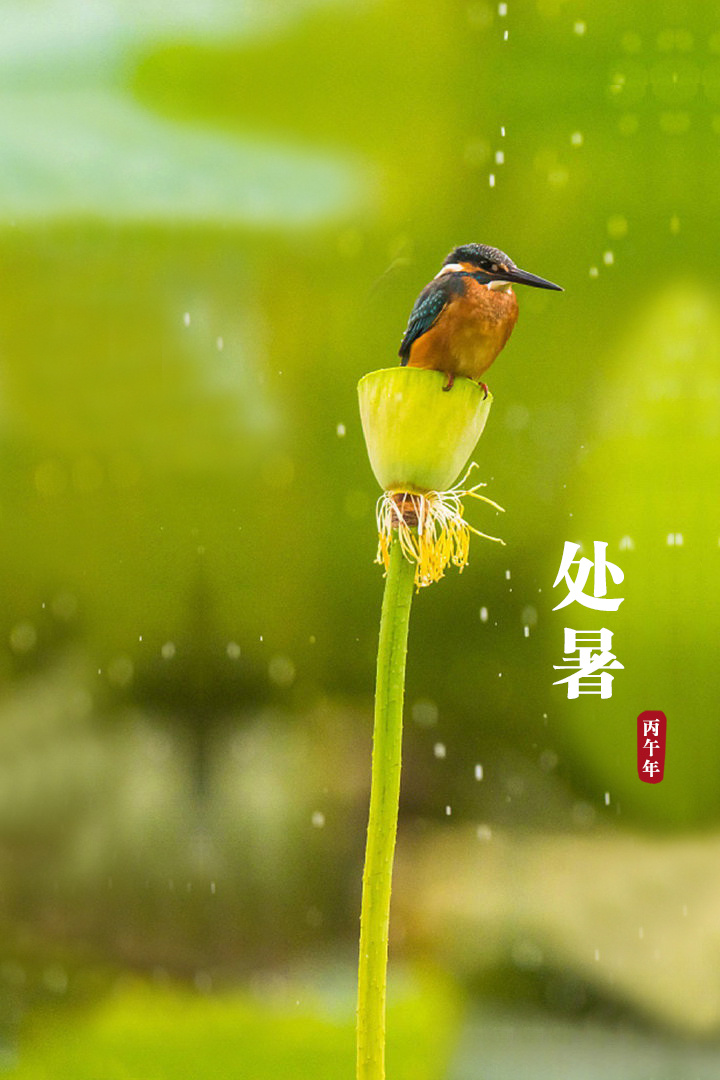 处暑 处暑，出伏，凉风新至，秋暑渐消，黄莺也爱新凉好，飞过青山影里啼，听一场秋雨